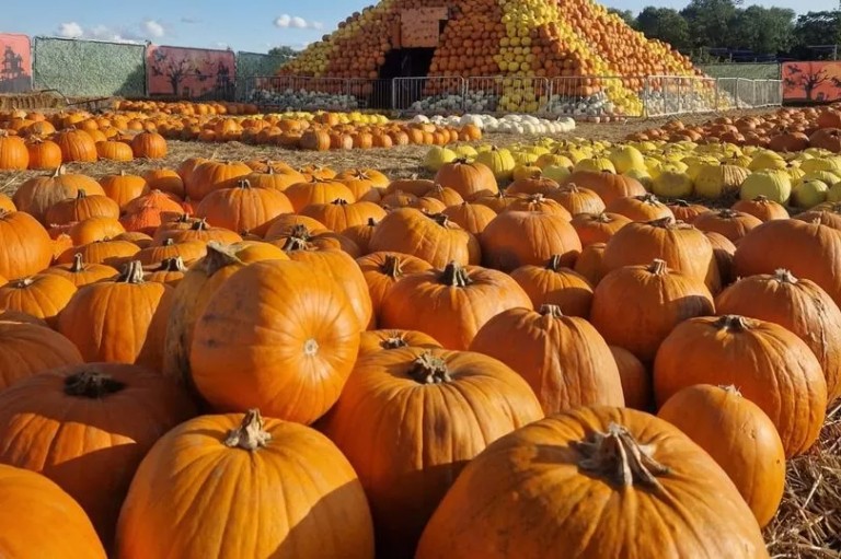 Uncover Essex's Top Instagrammable Pumpkin Patches