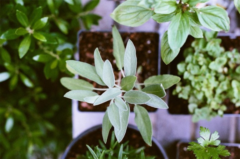 Green fingers add value to your property