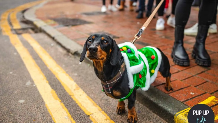 Chelmsford Welcomes Festive Sausage Dogs Gathering