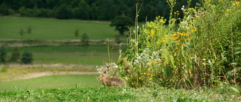 Chelmsford Ranks Among Top Ten UK Hiking Spots