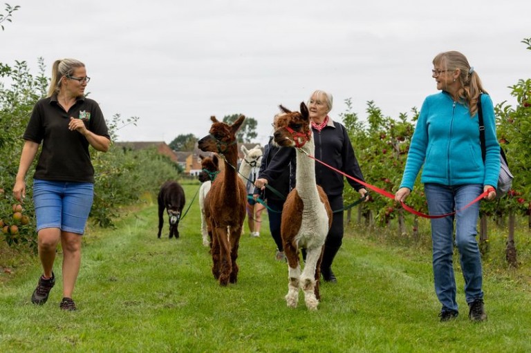 Walk with Adorable Alpacas in Chelmsford